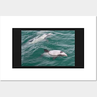 Hector's Dolphins Posters and Art